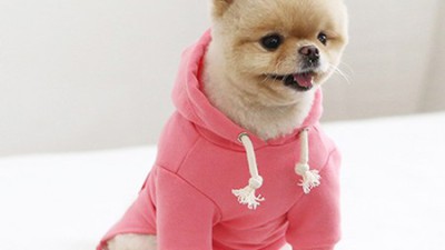 🐶 이츠독 구명조끼 🌊 꿀팁 대방출! 안 사면 손해?! 🐶